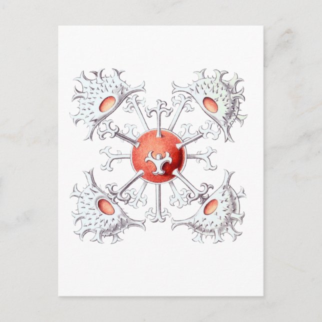 Cartão Postal Staurastrum (Frente)