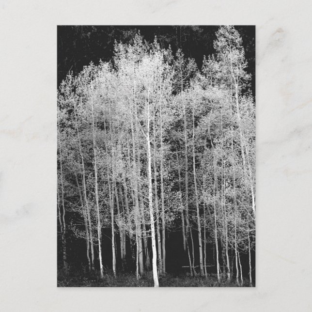 Cartão Postal Steamboat, Condado de Routt, Colorado (Frente)