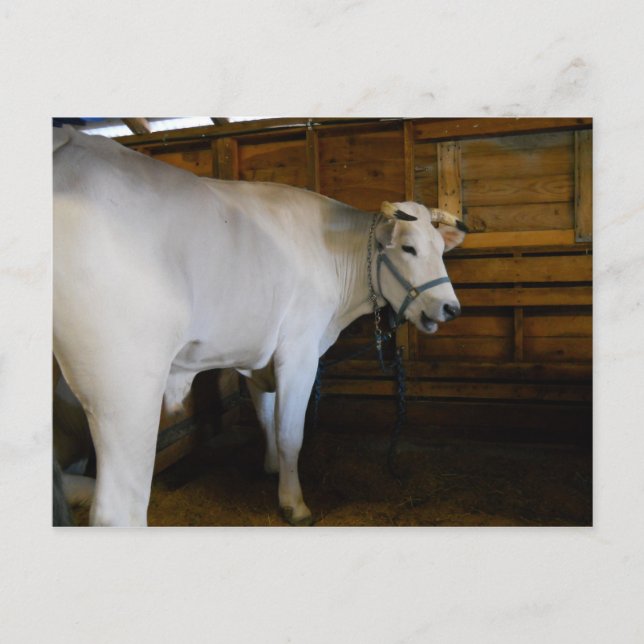 Cartão Postal Steer (Frente)