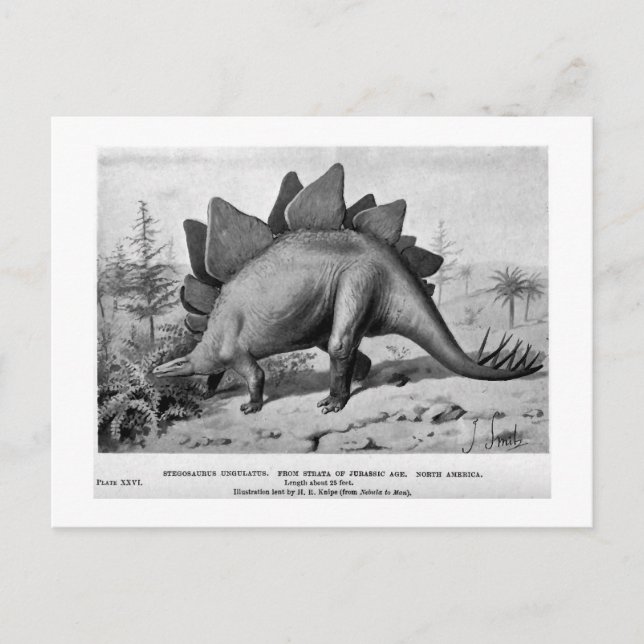 Cartão postal Stegosaurus ungulatus (Frente)