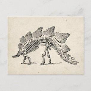 Cartão Postal Stegossauro Dinossauro Esqueleto Fóssil