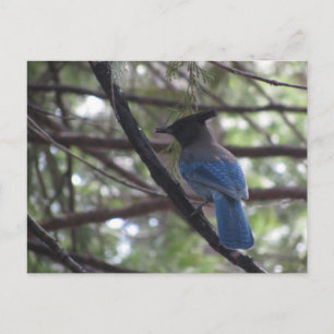 Cartão Postal Stellar Jay - Yosemite
