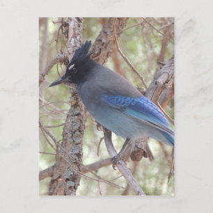 Cartão Postal Stellars Jay