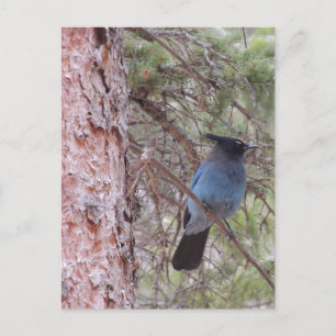 Cartão Postal Stellars Jay