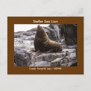 Cartão Postal Steller Sea Lion