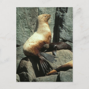 Cartão Postal Steller Sea Lion e Pup