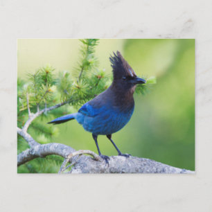 Cartão Postal Steller's Jay