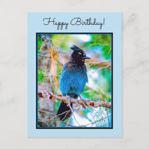 Cartão Postal Steller's Jay - Fotografia original