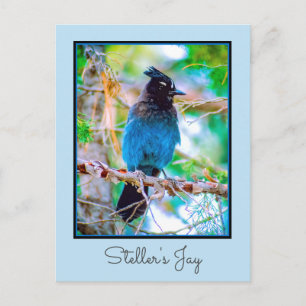 Cartão Postal Steller's Jay - Fotografia original