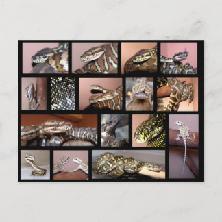 Cartão Postal Steph Reptile Collage Black