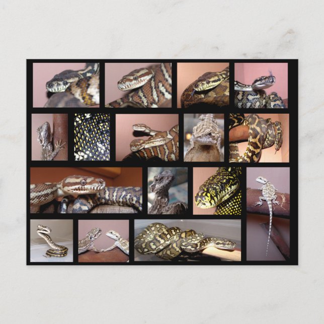 Cartão Postal Steph Reptile Collage Black (Frente)