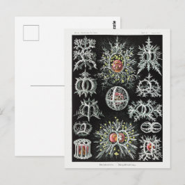 Cartão Postal Stephoidea–Ringelstrahlinge | Ernst Haeckel |