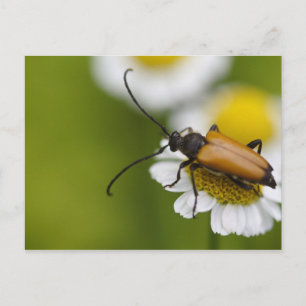 Cartão Postal Stictoleptura rubra