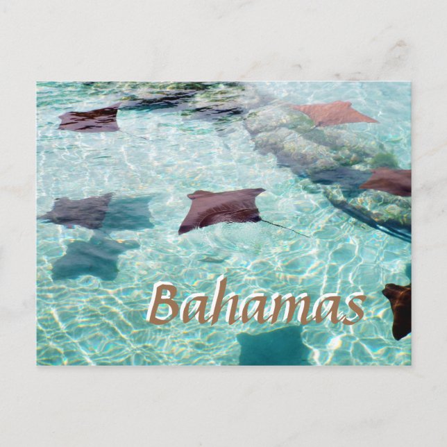 Cartão Postal Stingray (Frente)