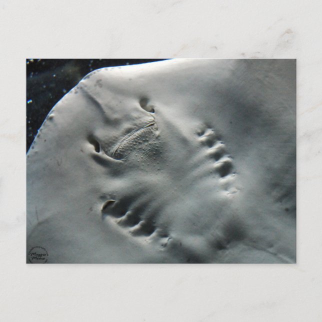 Cartão Postal Stingray (Frente)