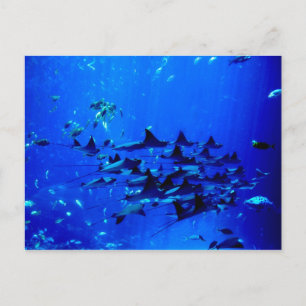Cartão postal Stingray