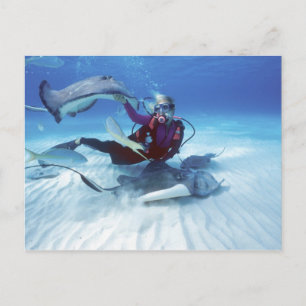 Cartão Postal Stingray City, Grand Cayman, Ilhas Cayman,