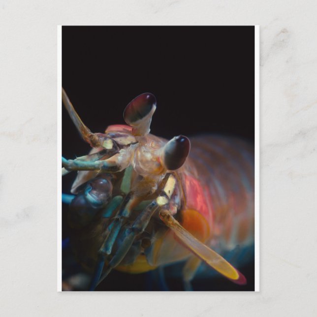 Cartão Postal Stomatopod (Camarão Mantis) (Frente)