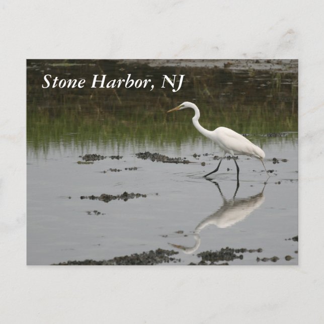Cartão Postal Stone Harbour Egret (Frente)