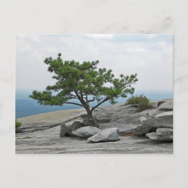 Cartão Postal Stone Mountain Tree Stone Georgia 2 (Frente)