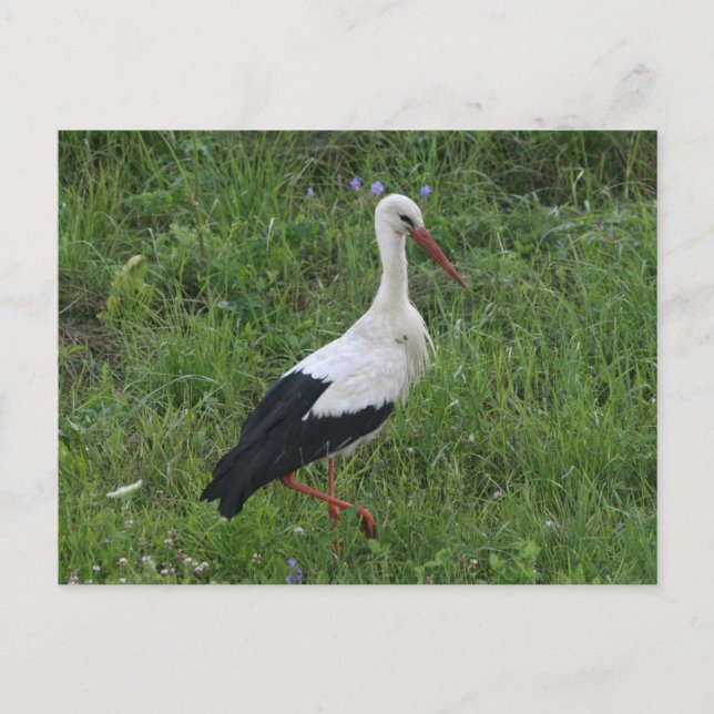 Cartão Postal Stork 1 (Frente)
