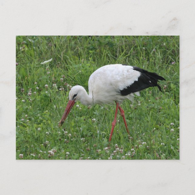 Cartão Postal Stork 3 (Frente)