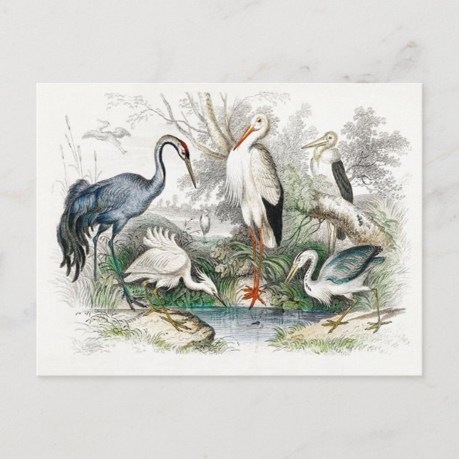 Cartão Postal Stork Crane Vintage Art (Frente)