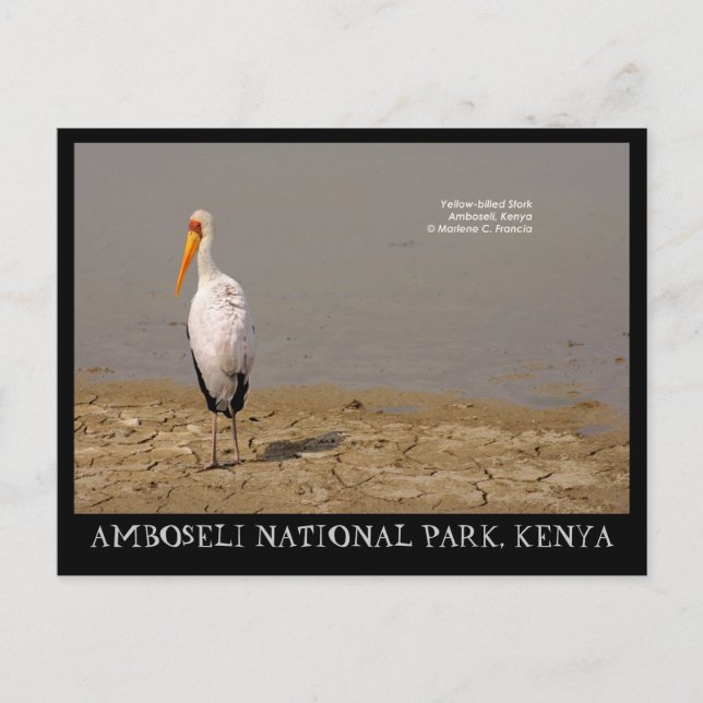 Cartão Postal Stork de bico amarelo, Parque Nacional de Amboseli (Frente)