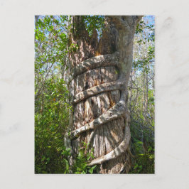 Cartão Postal Strangler Fig, Big Cypress Swamp, Flórida