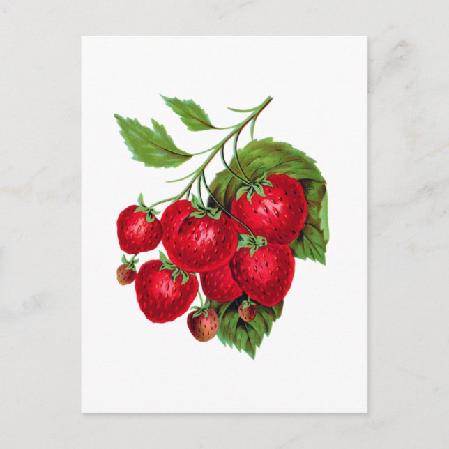 Cartão Postal Strawberry Berries Fruit Botanical Postcard (Frente)