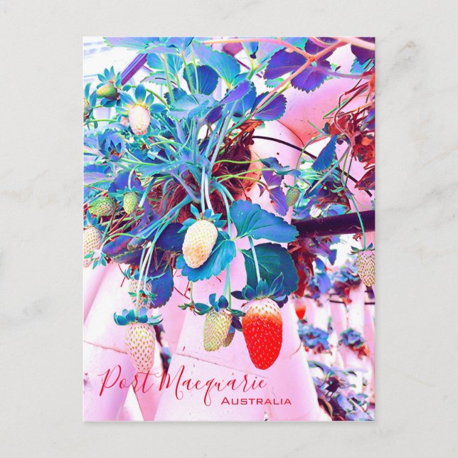 Cartão Postal Strawberry fazenda Port Macquarie Austrália (Frente)