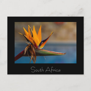 Cartão postal Strelitzia Flower África do Sul