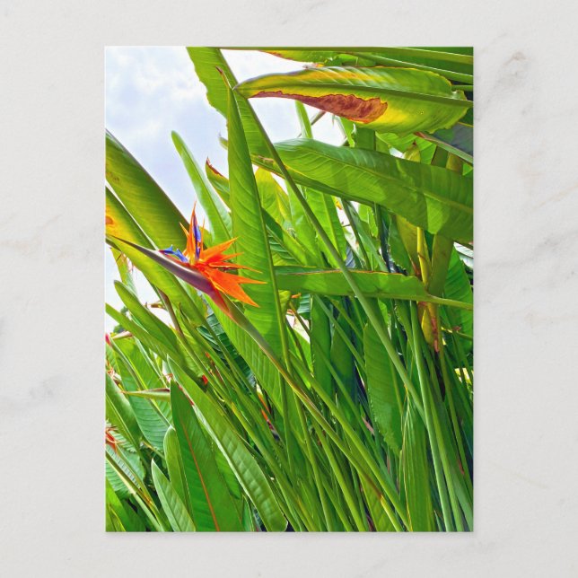 Cartão Postal Strelitzia Reginae & Leaves (Frente)