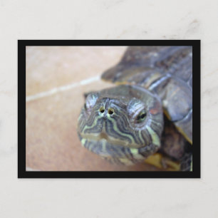 Cartão Postal Strelka Closeup