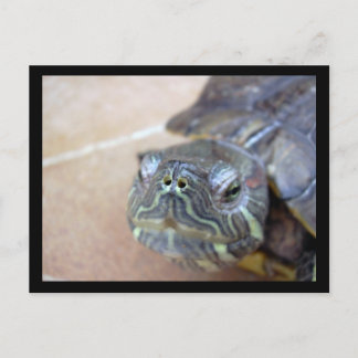 Cartão Postal Strelka Closeup