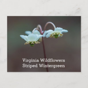 Cartão Postal Striped Wintergreen Virginia Wildflower Postcard