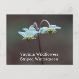 Cartão Postal Striped Wintergreen Virginia Wildflower Postcard