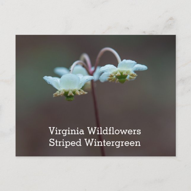 Cartão Postal Striped Wintergreen Virginia Wildflower Postcard (Frente)