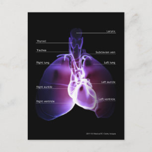 Cartão Postal Structure of the heart and lungs