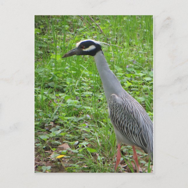 Cartão Postal Strutting Heron (Frente)