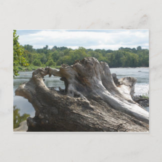 Cartão Postal Stump on the James River