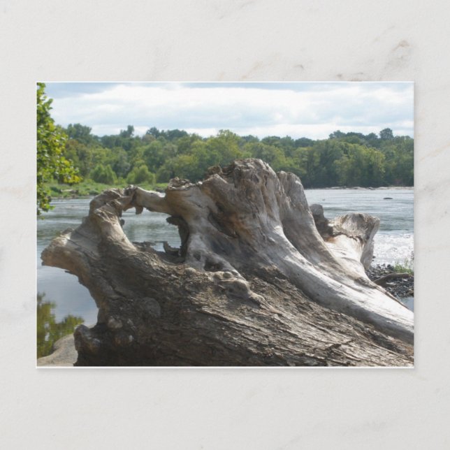 Cartão Postal Stump on the James River (Frente)