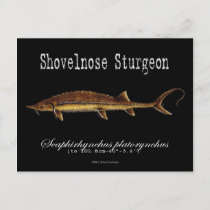 Cartão Postal Sturgeon-Black-Postcard Shovelnose