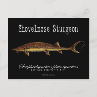 Cartão Postal Sturgeon-Black-Postcard Shovelnose