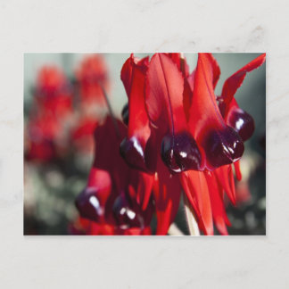 Cartão postal Sturt Desert Pea