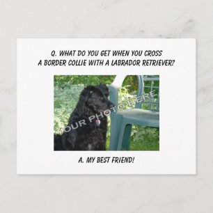 Cartão Postal Sua Foto Aqui! Minha melhor amiga Borda Collie Mix
