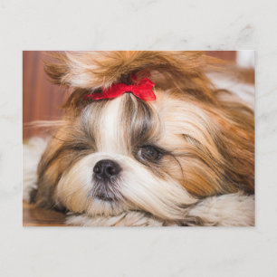 Cartão Postal Sua foto personalizada do cachorro de estimação