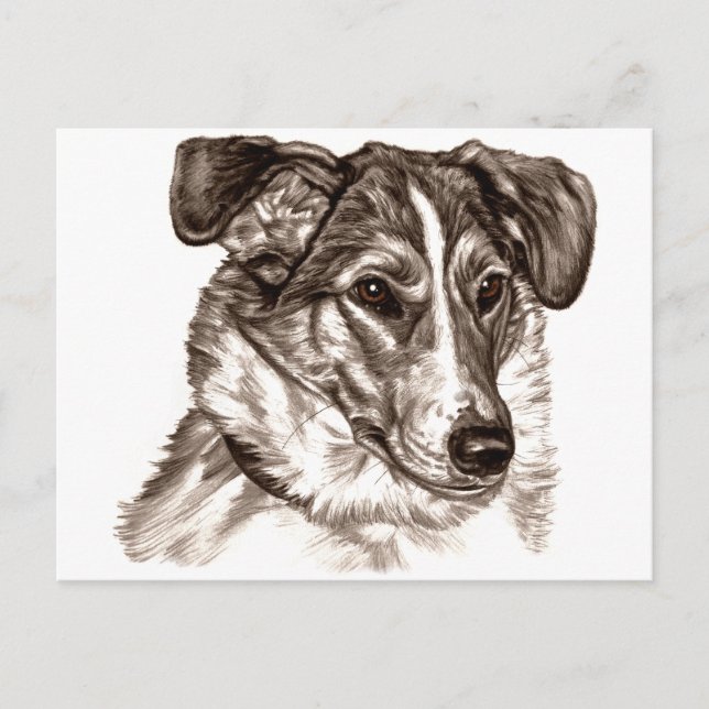 Cartão Postal Suave Retrato Collie (Frente)