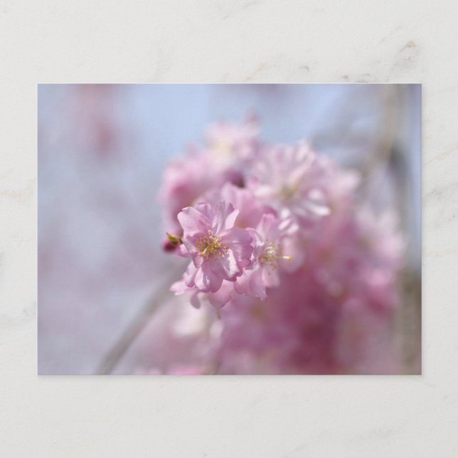 Cartão Postal Suaves Murmúrios de Sakura (Frente)