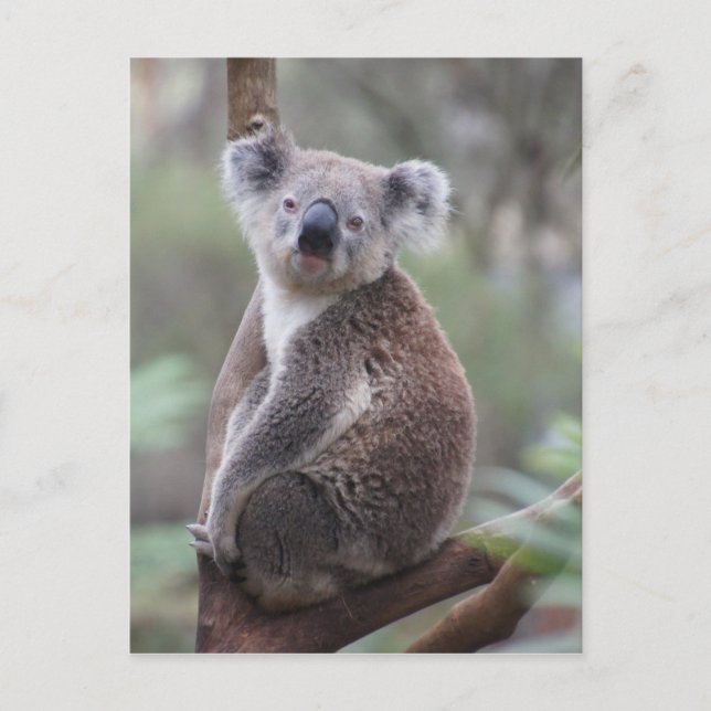 Cartão Postal subida da floresta de arbustos australianos (Frente)